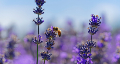 Public encouraged to take action to protect bees